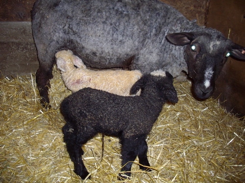 baby lambs