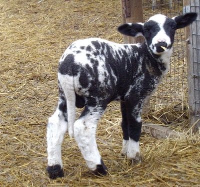 The Value of Black Sheep and the Path of Nonconformity