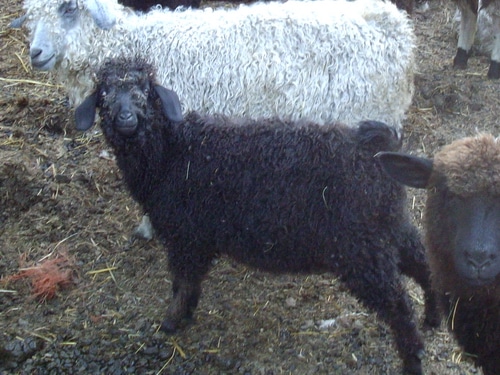 Black Mohair Buckling