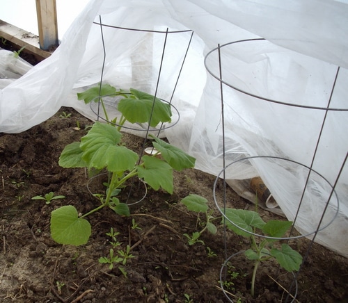 squash in the greenhouse