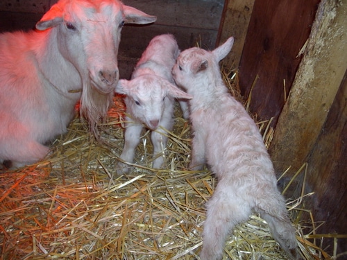 Grace and her newborns