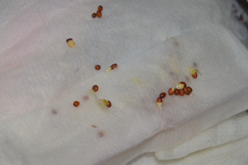 seed tests 3