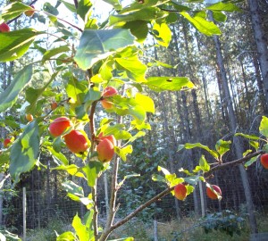 Dolgo crab apples