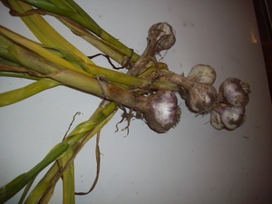 Preserving garlic by braiding