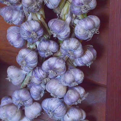 How to Braid Garlic