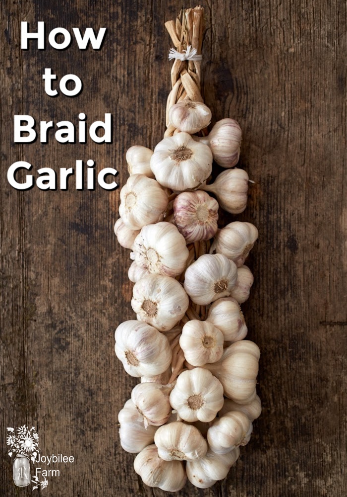 garlic