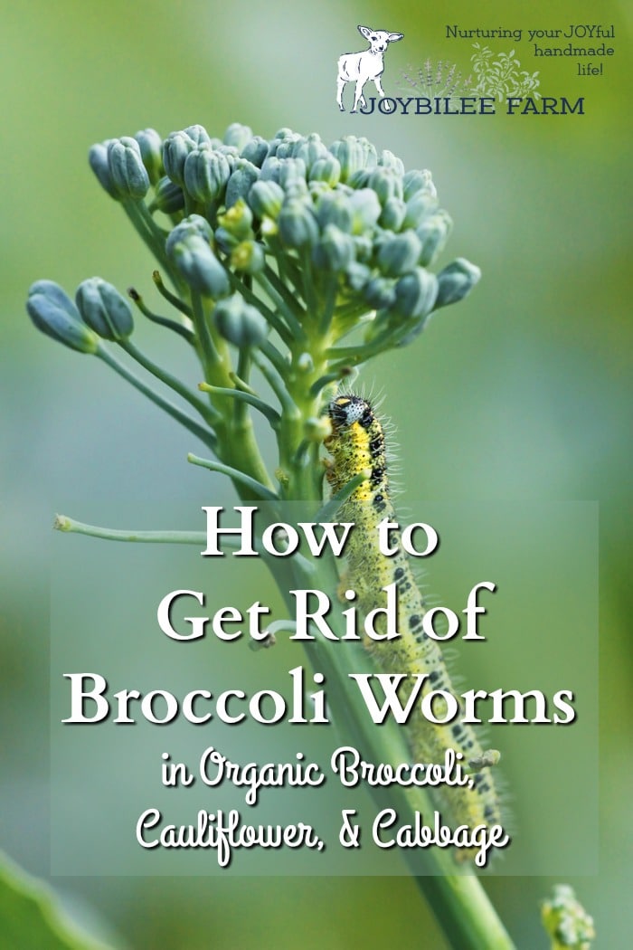 Broccoli worms are a reality if you grow organic broccoli, cauliflower, or cabbage. Here's how to clean the produce so you don't serve broccoli worms for dinner.