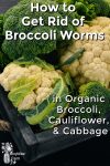 Broccoli and cauliflower