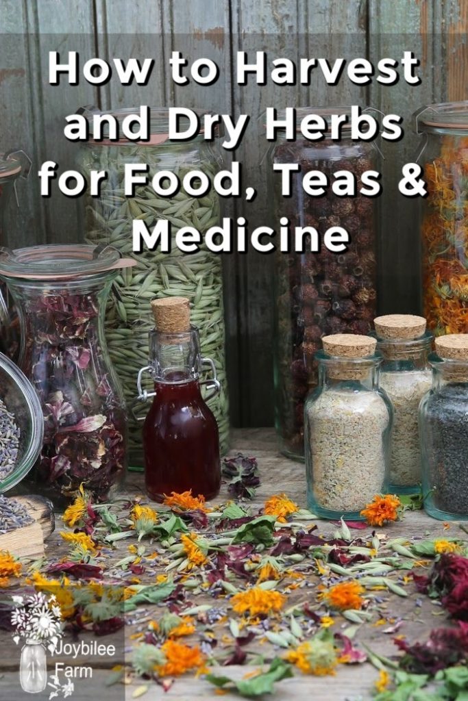dried herbs in bottles