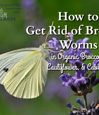 Broccoli worms are a reality if you grow organic broccoli, cauliflower, or cabbage. Here's how to clean the produce so you don't serve broccoli worms for dinner.