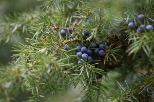Juniper berries