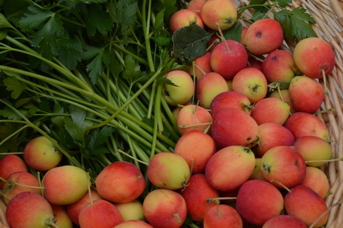 crab apples in a basket