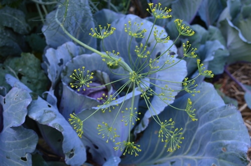 cabbage