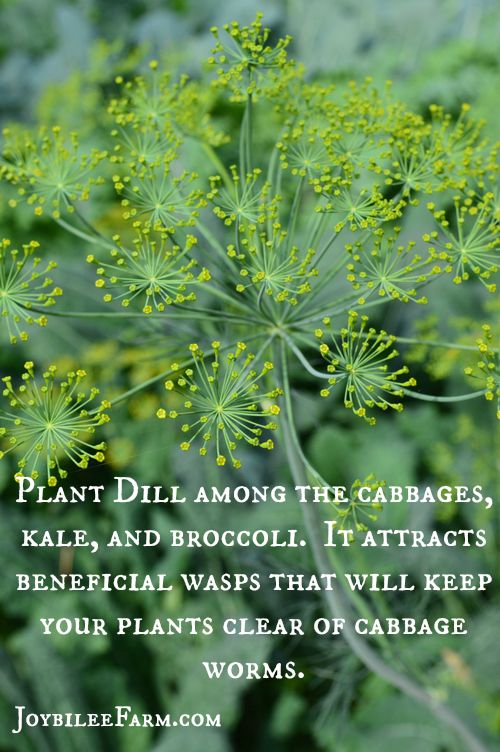 dill