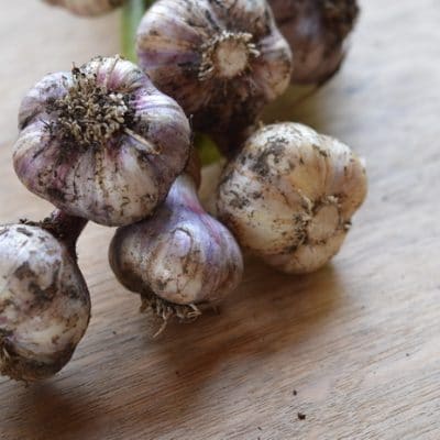 How to Grow and Preserve Garlic