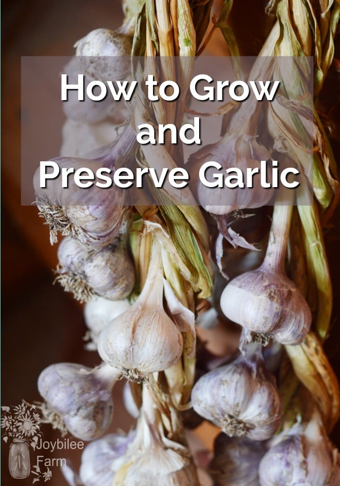 Braided garlic