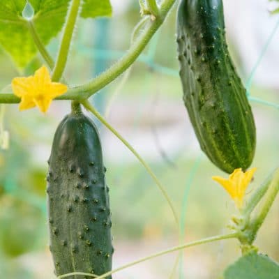 Saving Seeds from Cucumbers will Save You Money