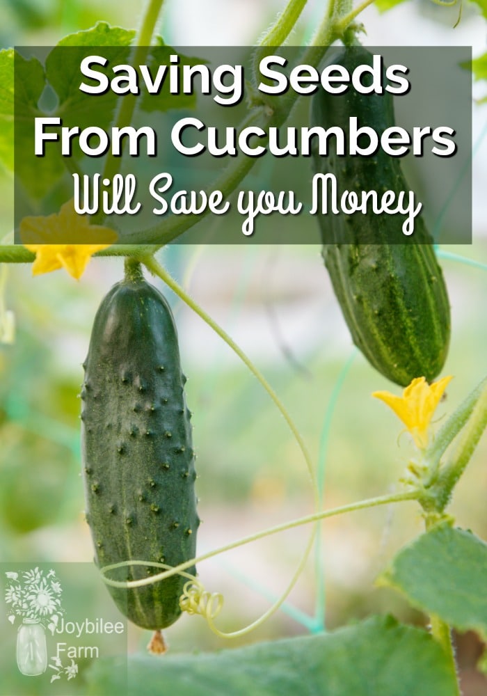 Cucumbers growing on the vine