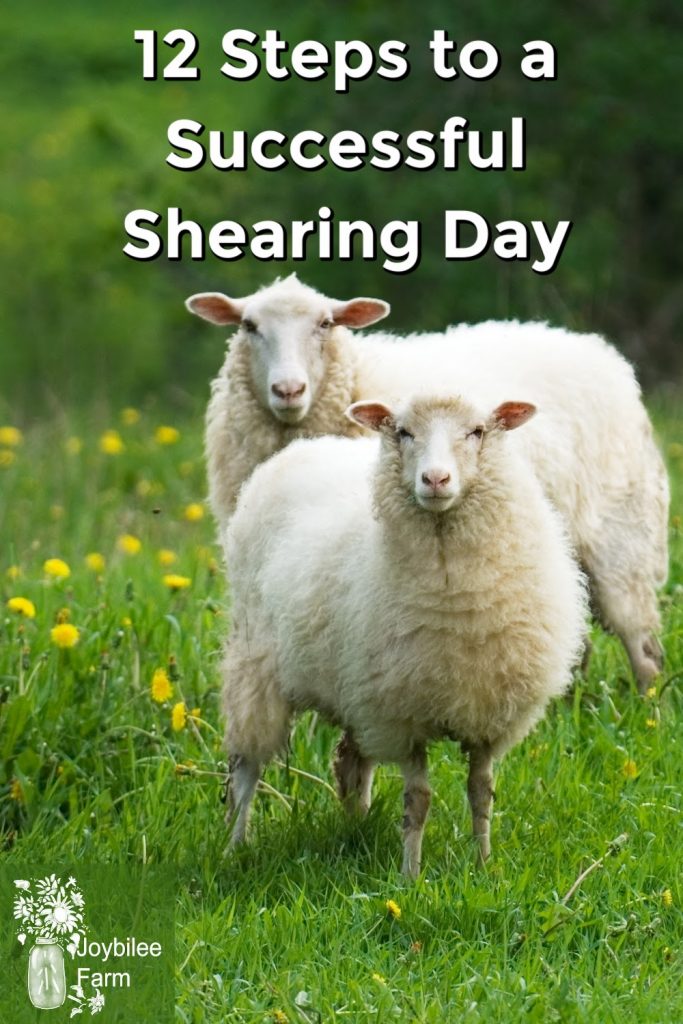 sheep