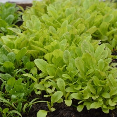 Winter Gardening Without a Greenhouse