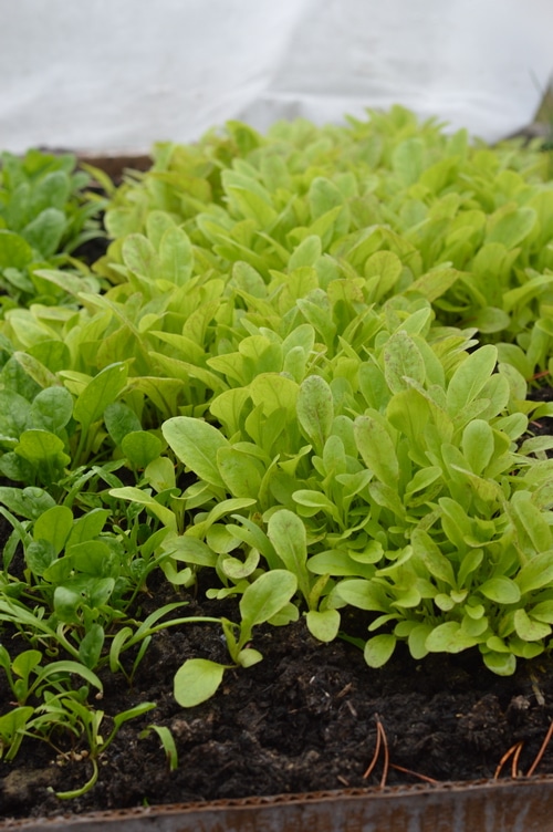 greens growing in winter