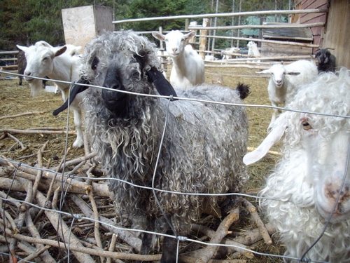 12 Steps to a Successful Shearing Day