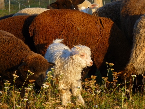 Starting a Homestead Business