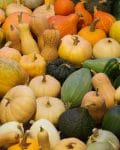 Assorted white, yellow, orange and green squash.