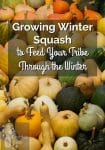 Assorted white, yellow, orange and green squash.