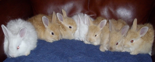 Natural Fawn French Angora fibre - bunnies not included