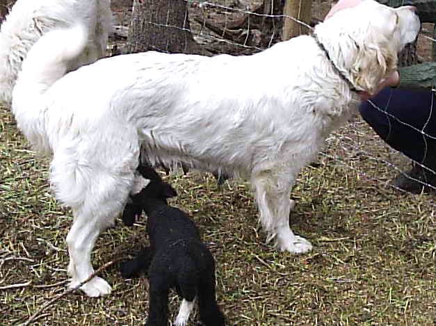 Winter storms, wolves at the door, – 6 ways homesteaders are more resilient in crisis