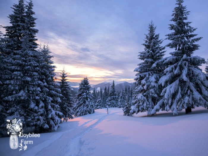 Winter on the homestead