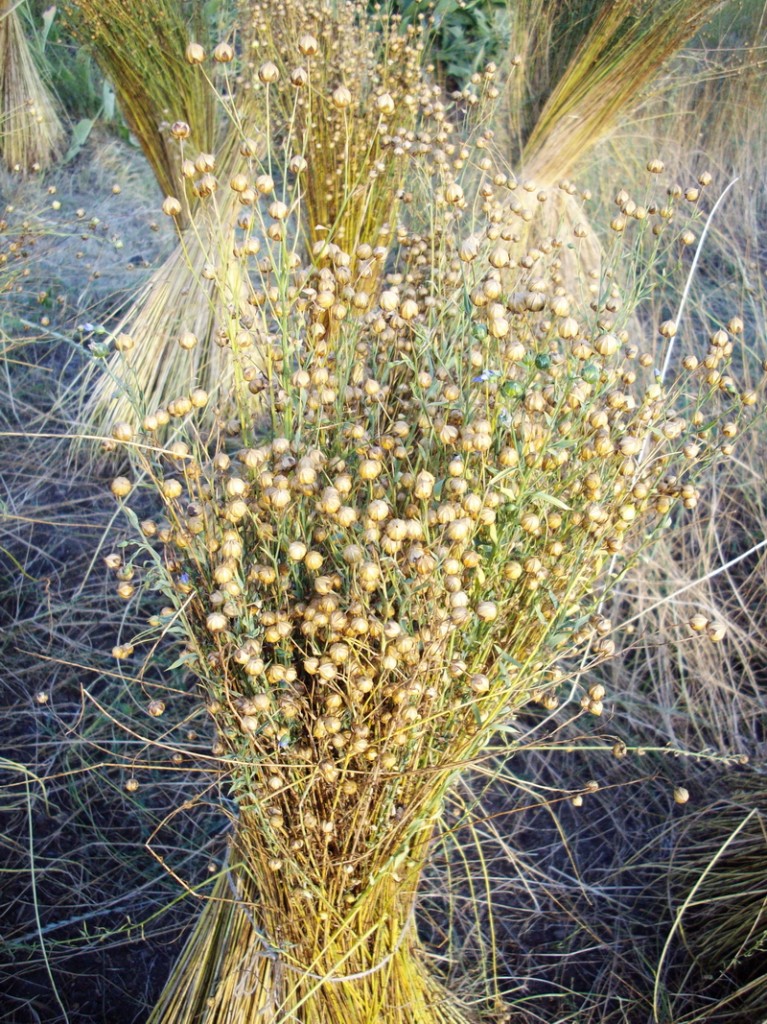 Flax medicine and how to use it.