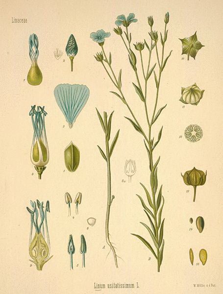 Flax infographic