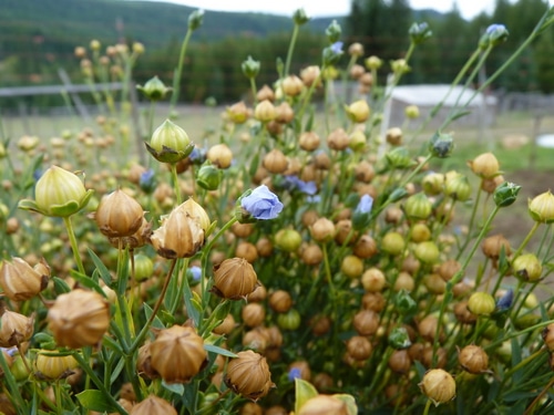 Flax medicine and how to use it