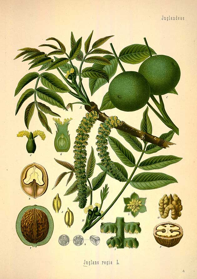 walnut illustration