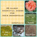 10 Hardy Medicinal Herbs for Your Homestead