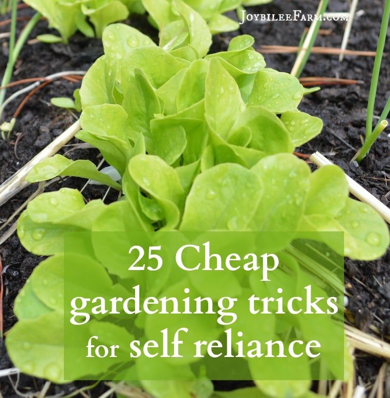 young lettuce plants with the text 25 Cheap Gardening Tricks for Self-Reliance