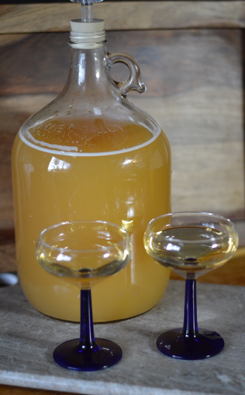 dandelion wine in-progress