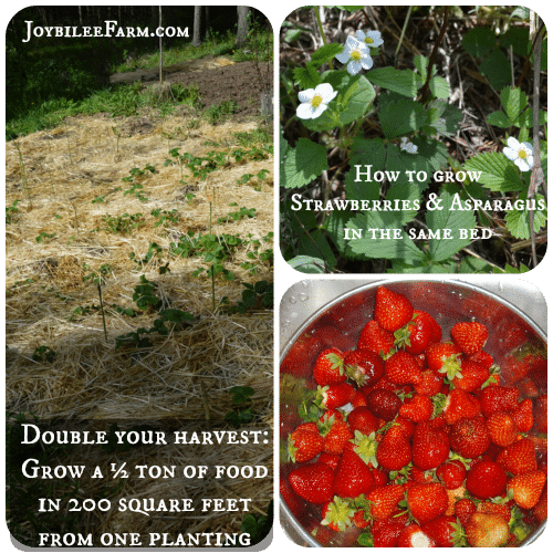 How to grow strawberries and asparagus in the same bed