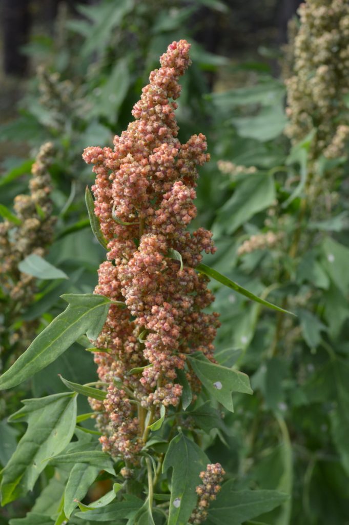 Quinoa seed head, looks similar to lambs quarters