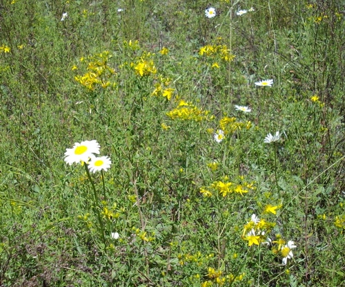 St Johns Wort Flowers and ox-eye daisy flowers in the wild