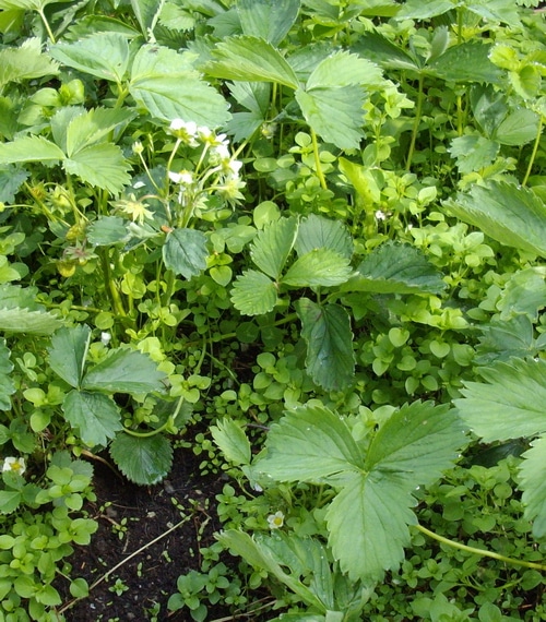 chickweed growing among the Strawberries