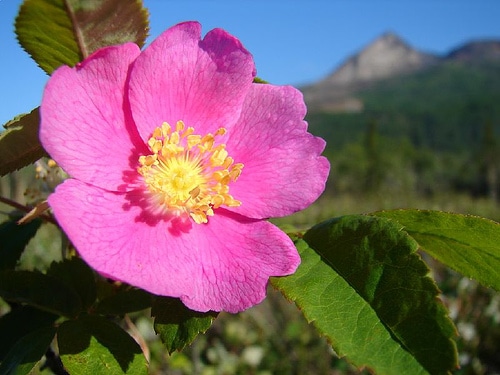 Roses for Food and Medicine