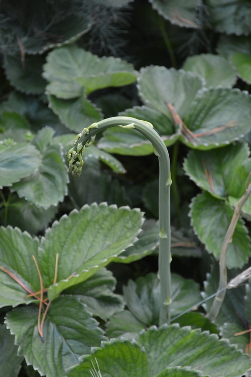 Asparagus plant