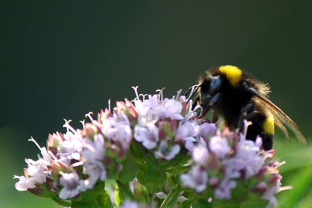 bee on a flower