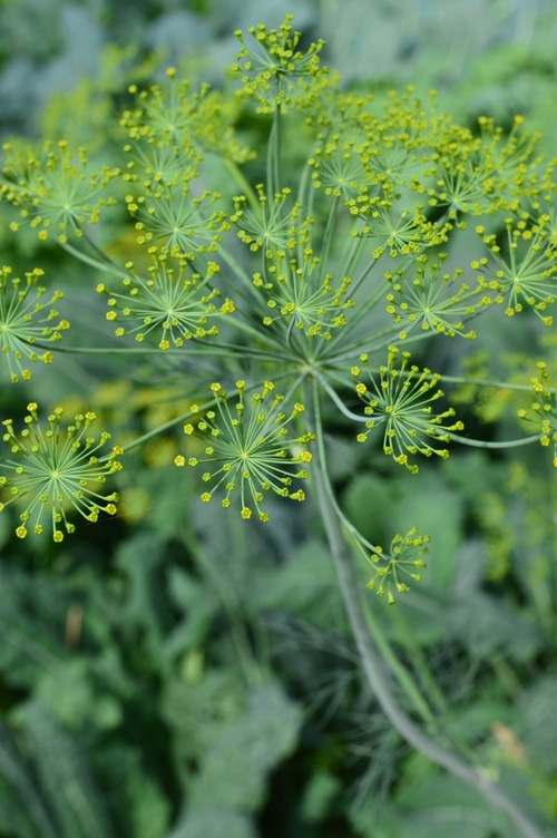 Maximize the herb harvest with these tips.