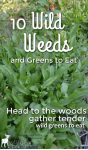 green sorrel plants growing wild