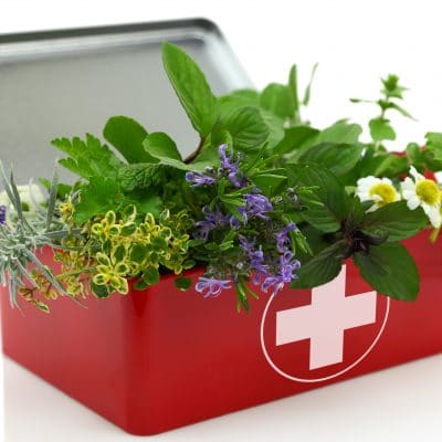 10 Hardy Medicinal Herbs for Your Homestead Apothecary