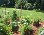 Plants growing in a garden